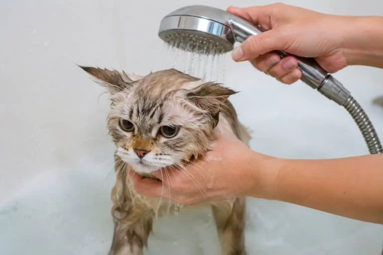 Mandiin Kucing Pakai Air Hangat atau Air Dingin? Gak Sedikit Cat Lovers Masih Salah