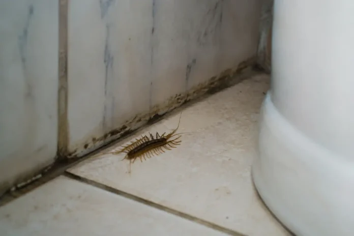 Cara Mengusir Kelabang di Kamar Mandi, Biar Nggak Bikin Kaget Tiap Kali Mandi
