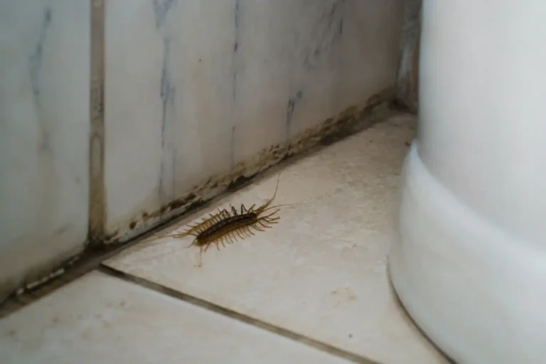 Cara Mengusir Kelabang di Kamar Mandi, Biar Nggak Bikin Kaget Tiap Kali Mandi